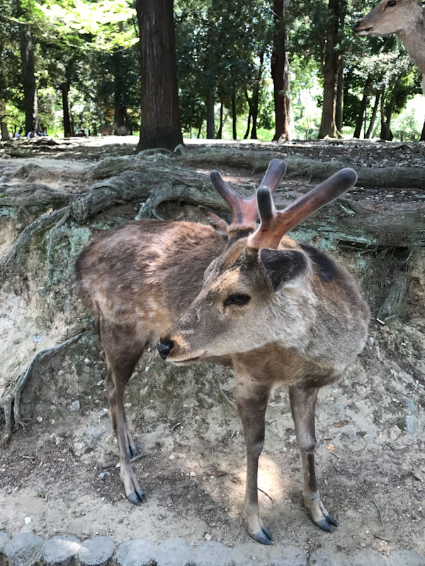Cervo Nara Japão