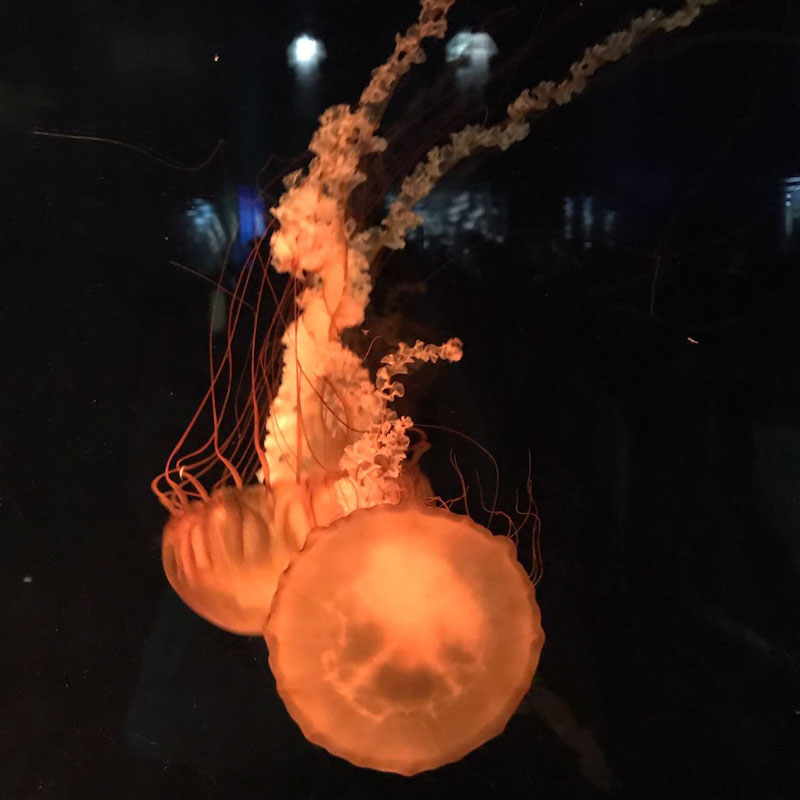 Aquário Kaiyukan Osaka