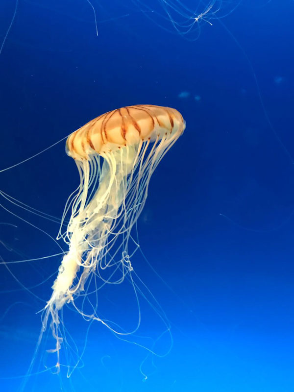 Aquário Kaiyukan Osaka