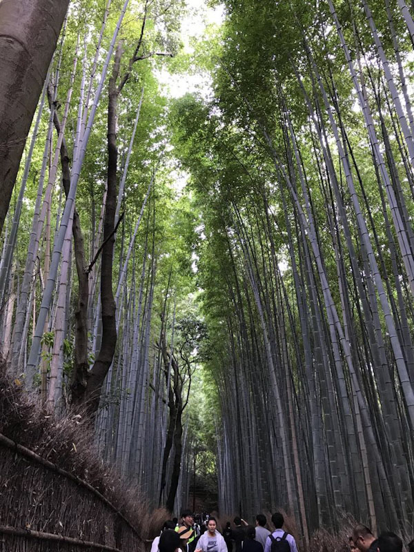 Arashiyama - Bamboo Forest Kyoto