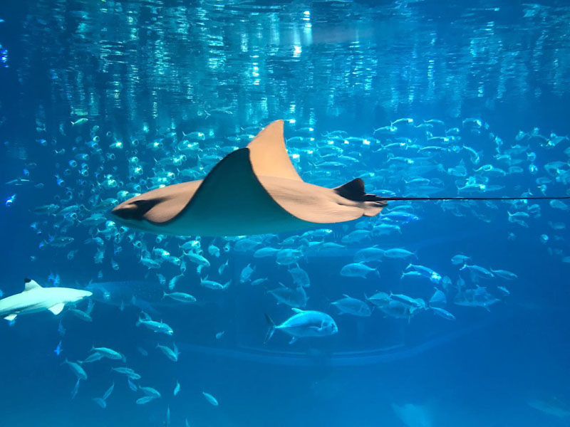 Aquário Kaiyukan Osaka