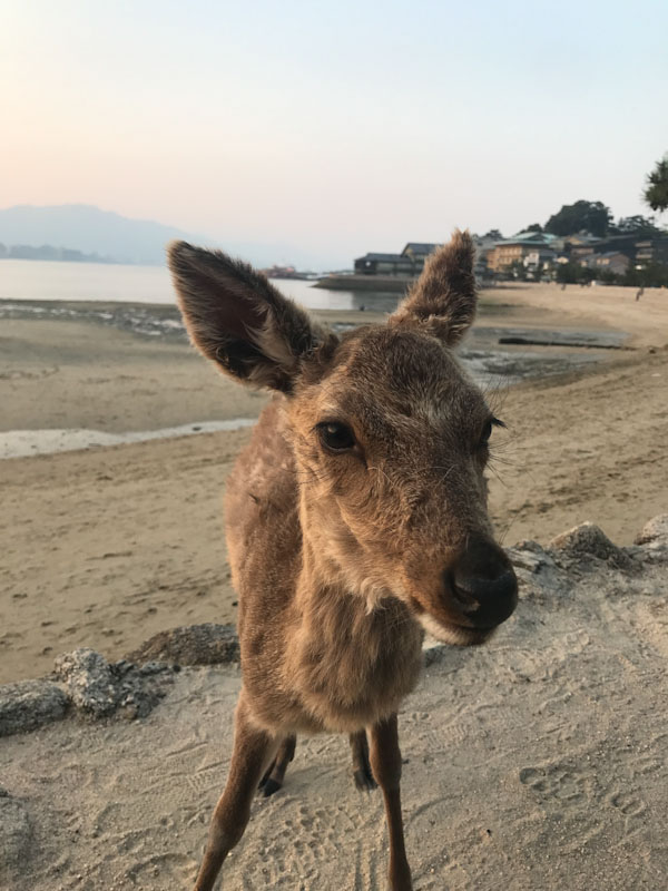 Cervo Ilha de Miyajima  Templo Itsuku-shima Jinja Hiroshima