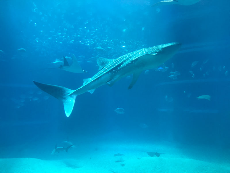 Aquário Kaiyukan Osaka Tubarão baleia