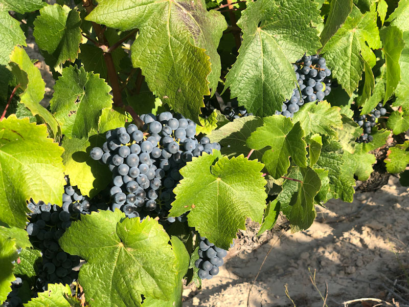La Rioja Caminho de Santiago