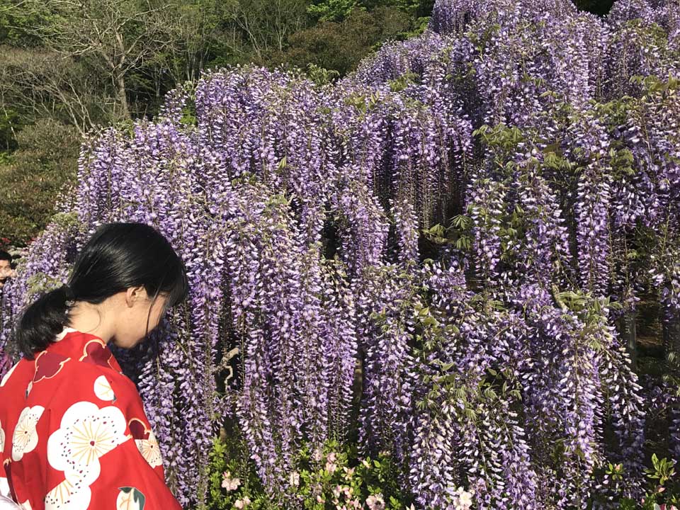 Ashikaga flower park - Wisterias - Toquio