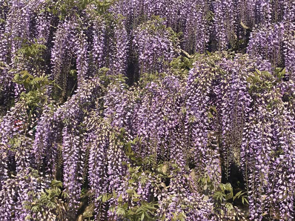 Ashikaga flower park - Wisterias - Toquio