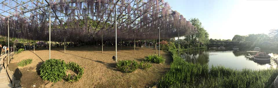 Ashikaga flower park - Wisterias - Toquio