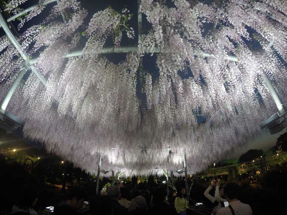 Ashikaga flower park - Wisterias - Toquio