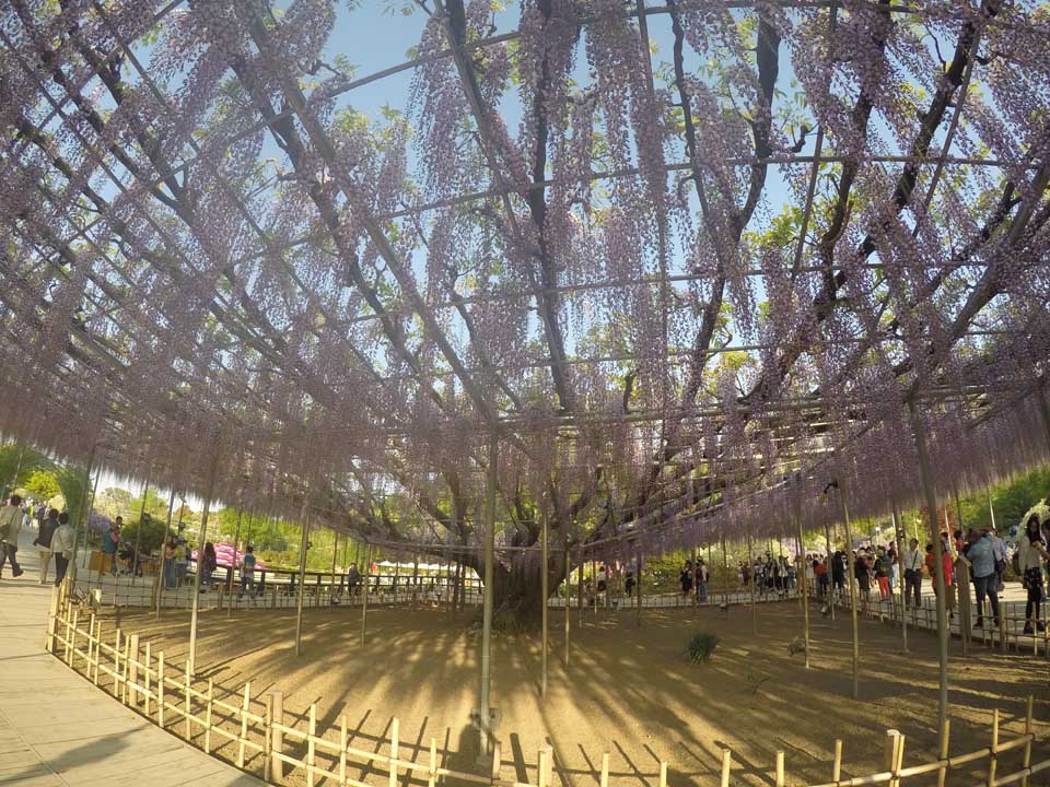 Ashikaga flower park - Wisterias - Toquio