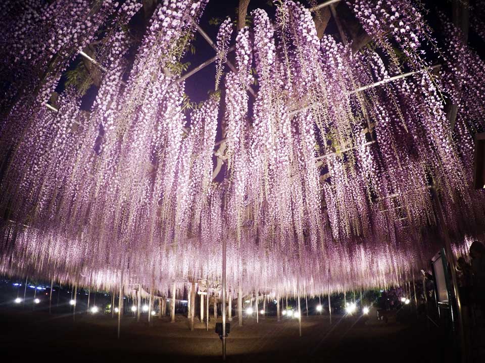 Ashikaga flower park - Wisterias - Toquio