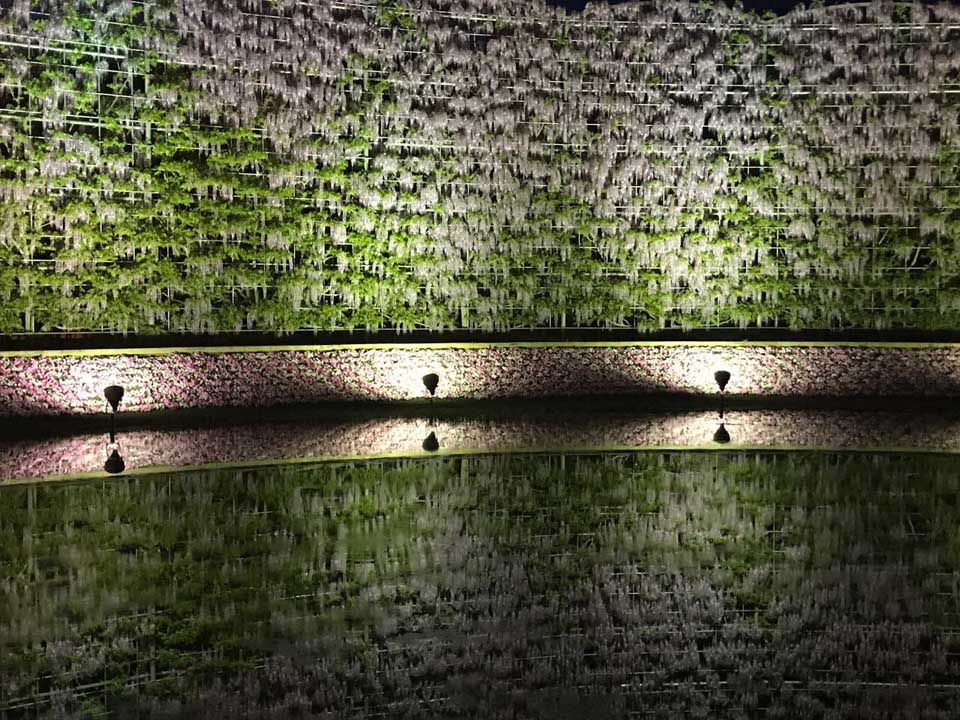 Ashikaga flower park - Wisterias - Toquio