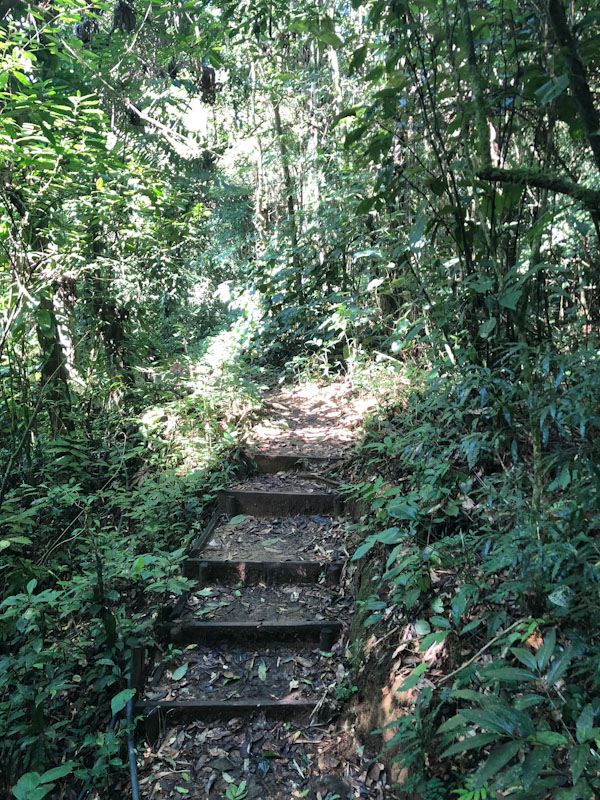 Trilha Cachoeira do Gato Ilhabela