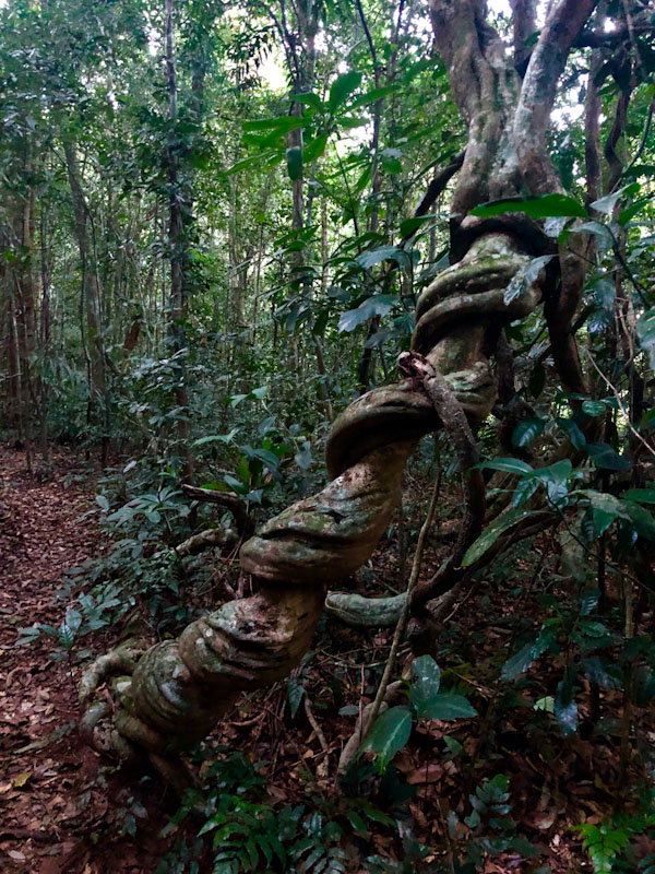 Trilha Pico do Baepi Ilhabela