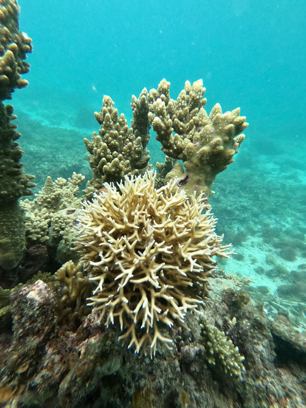 Coral Fogo El Nido