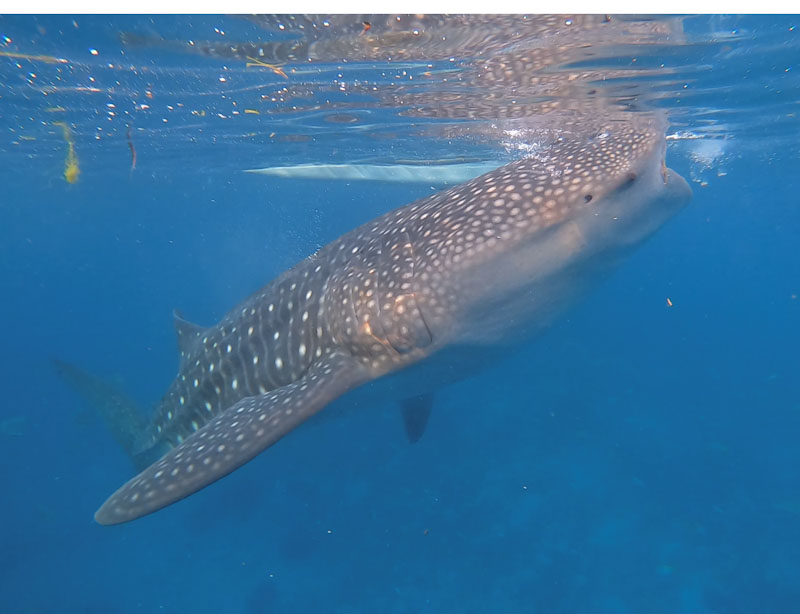Oslob Mergulhar com tubarão baleia