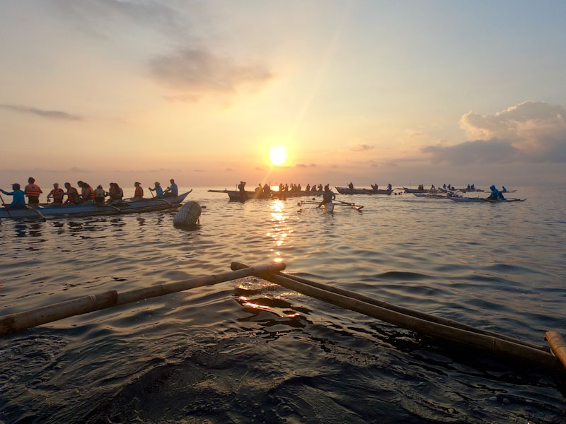 Olsob tubarão baleia