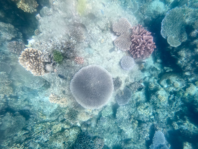 Shimizu Island El Nido