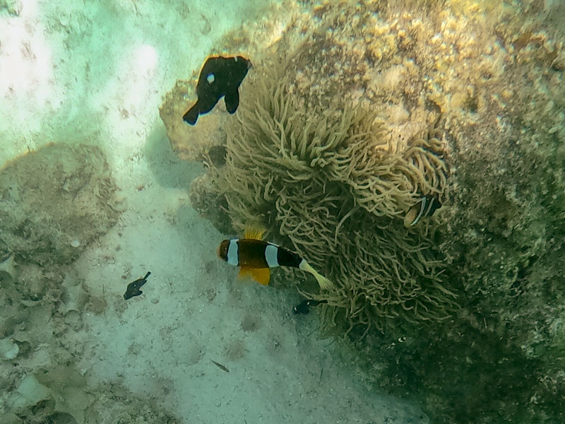 skeleton wrecks coron