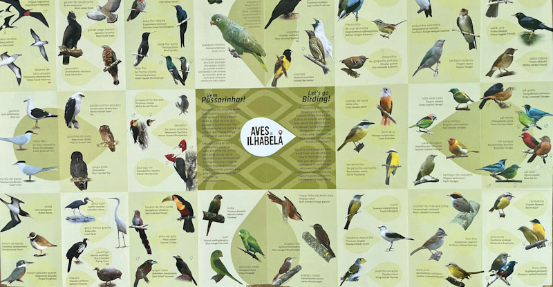 birdwatching ilhabela
