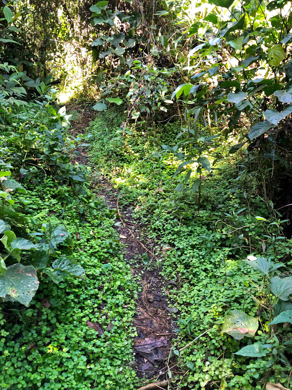 cachoeira do engenho d agua ilhabela