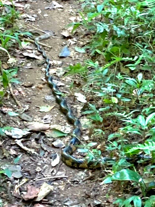 cobra caninana ilhabela