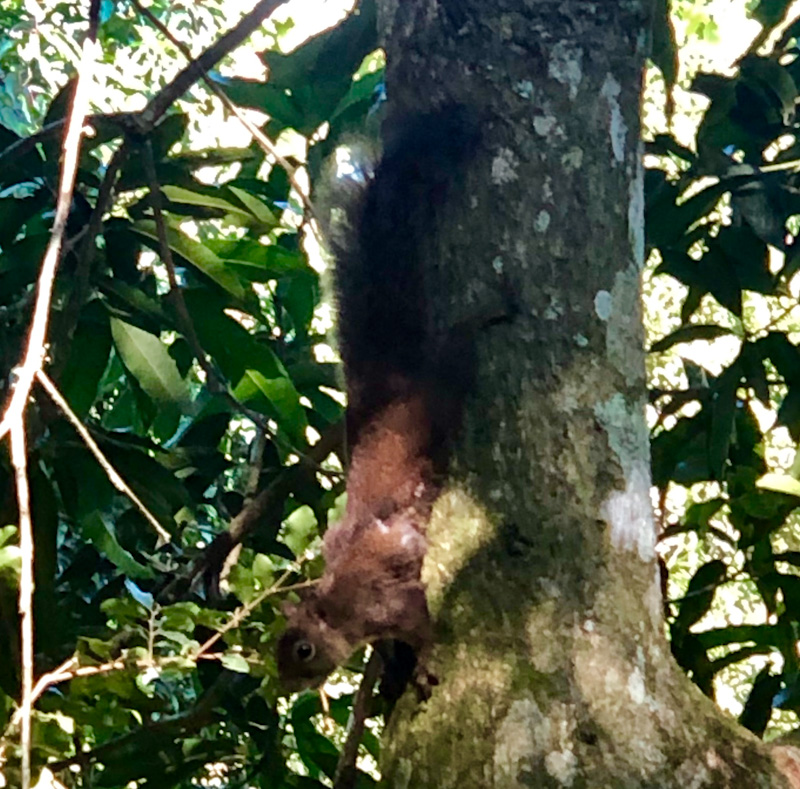 esquilo fauna ilhabela