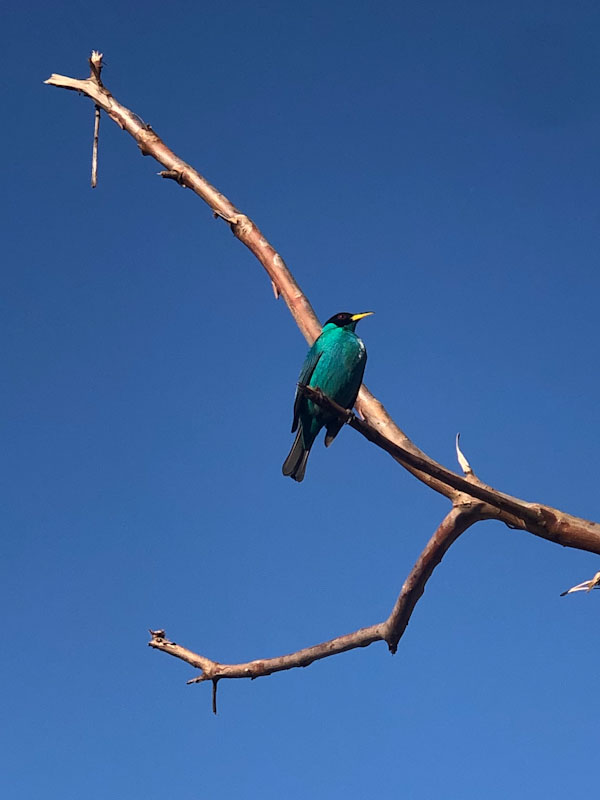 birdwatching Ilhabela