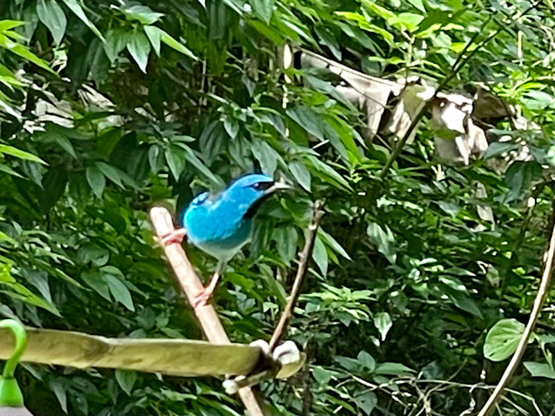 sai azul ilhabela birdwatching