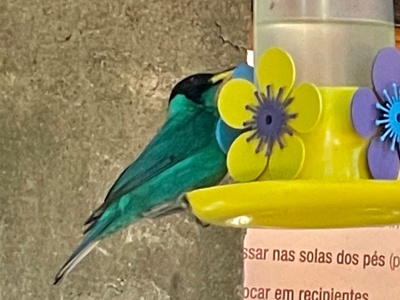 Cachoeira da Toca Ilhabela