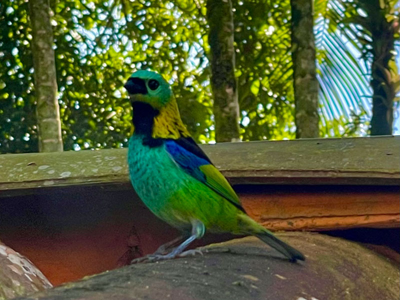 Saíra 7 cores Ilhabela