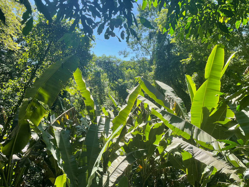 trilha agua branca ilhabela