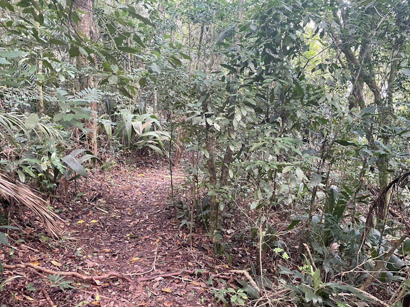 trilha cachoeira da friagem ilhabela