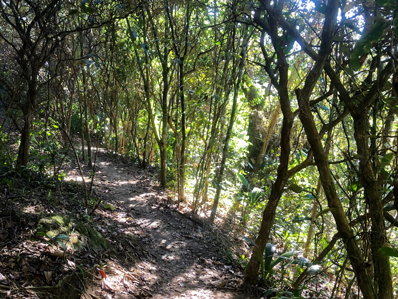 trilha cachoeira da usina ilhabela