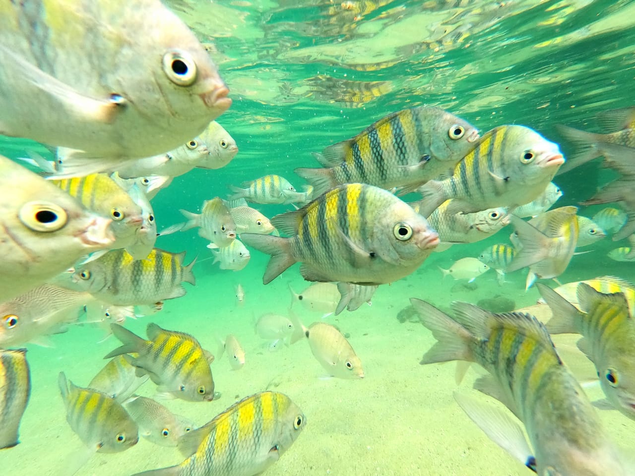 Lagoa Verde Ilha Grande