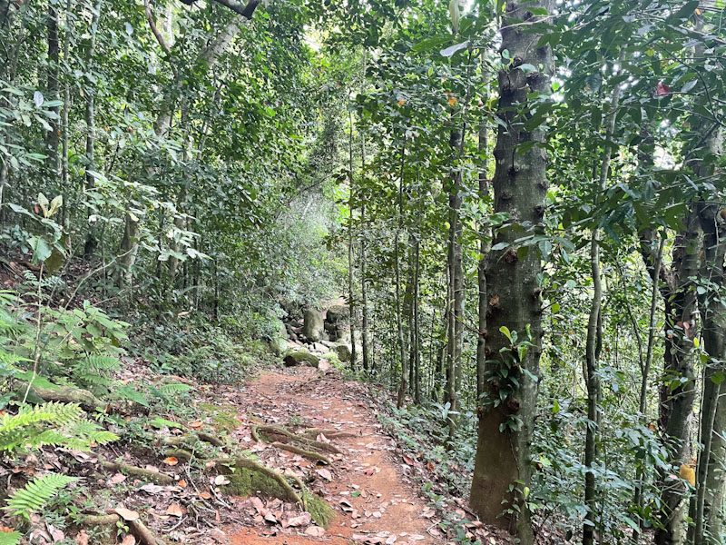 Trilha Abraão Lopes Mendes Ilha Grande