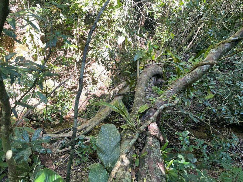 Trilha bonete castelhanos ilhabela