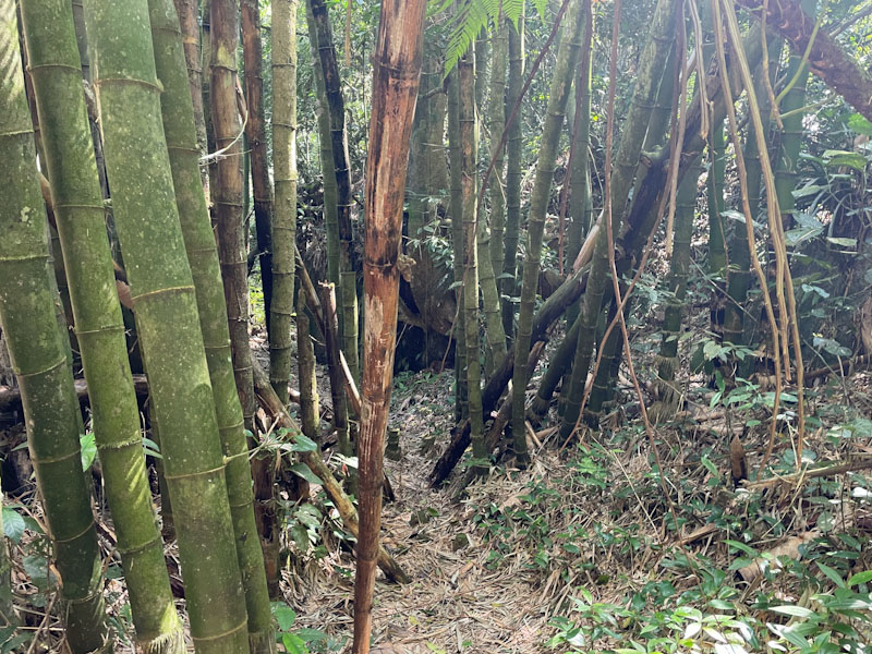 trilha bonete castelhanos ilhabela