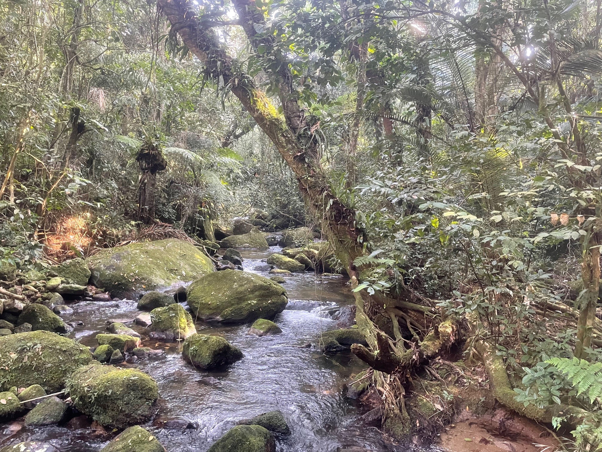 trilha bonete castelhanos ilhabela