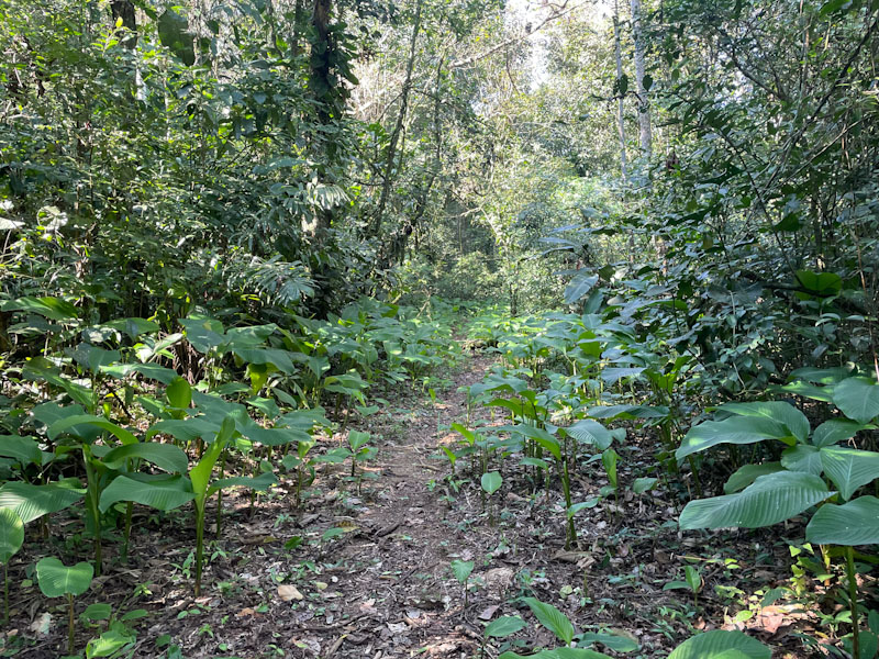 trilha bonete castelhanos ilhabela