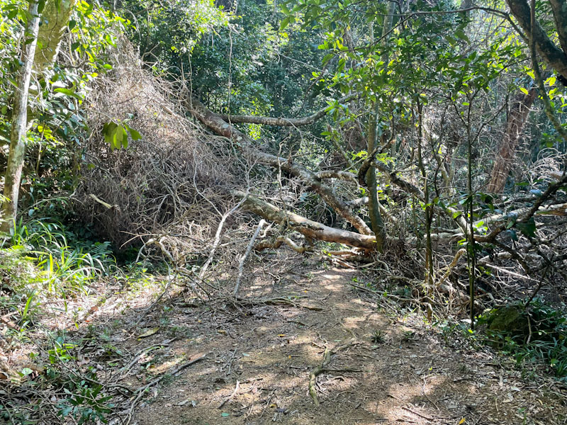 trilha bonete castelhanos ilhabela