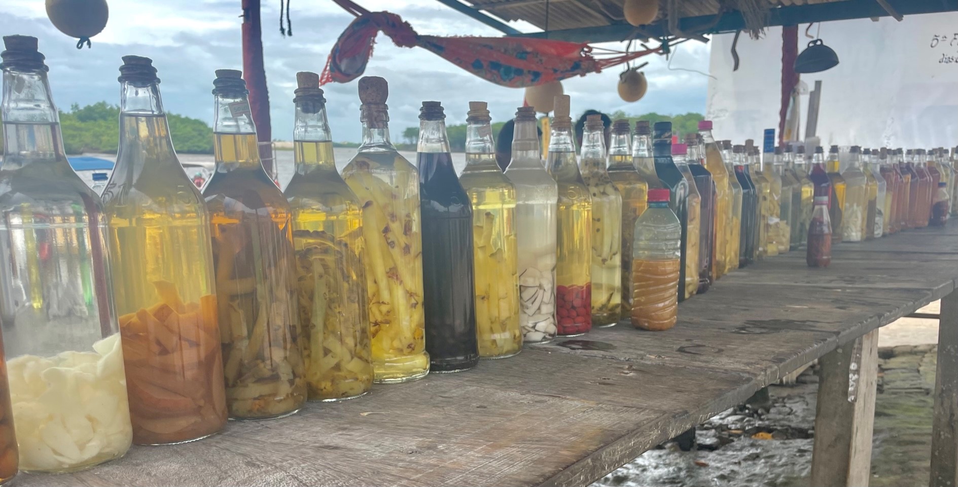 Mandacaru Lençois Maranhenses