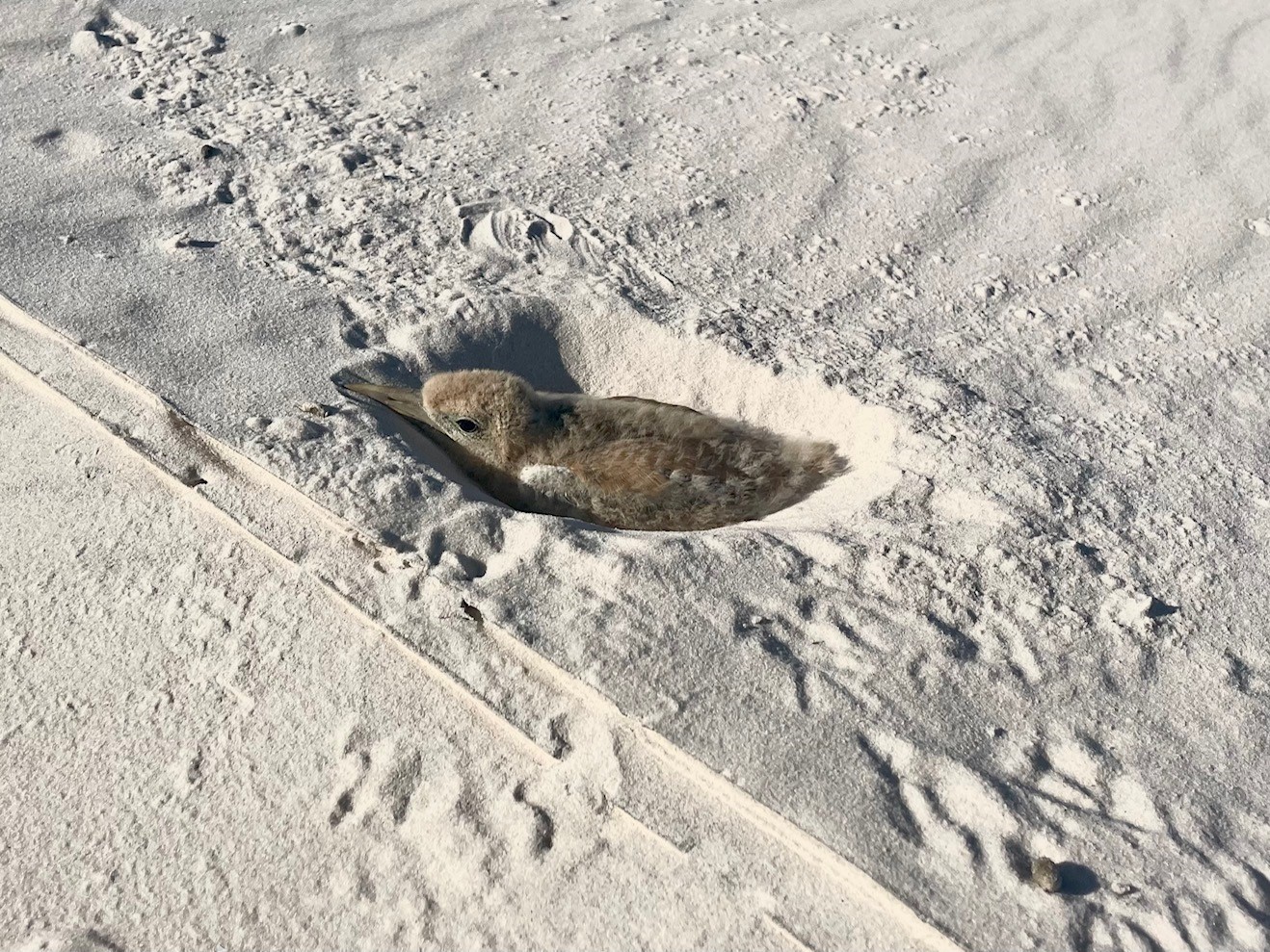 travessia lençois maranhenses